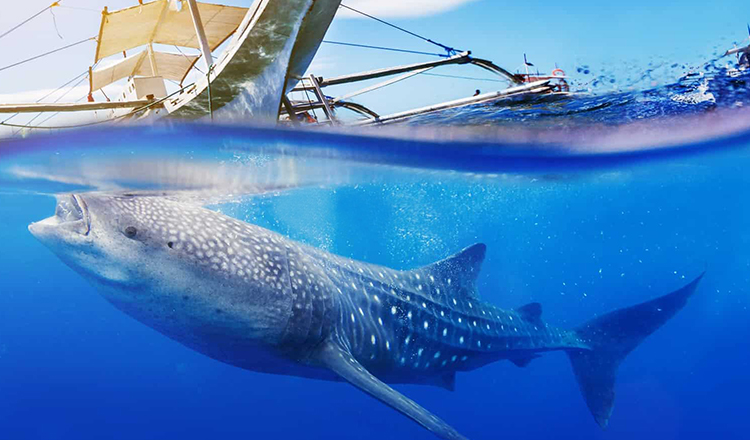 菲律宾杜马盖地5日游 奥斯陆布鲸鲨墨宝沙丁鱼风暴 阿波岛海龟