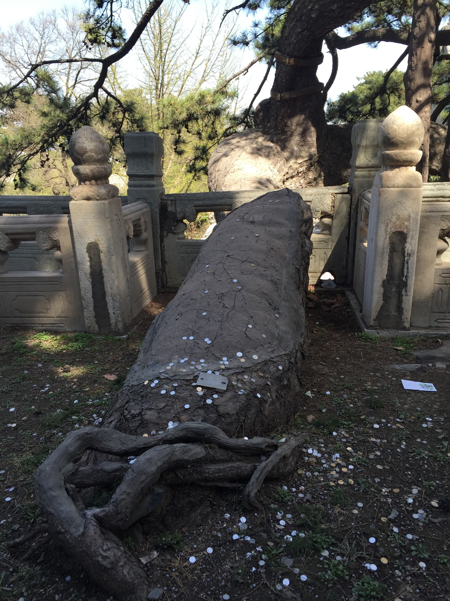 戒台寺的树与花_四川旅游