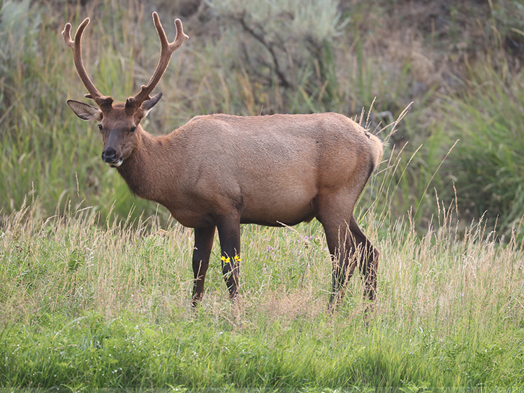去美国黄石公园看动物,你需要这篇攻略