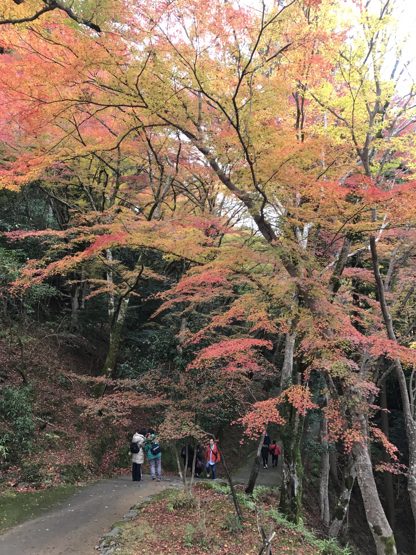 京都自助遊攻略