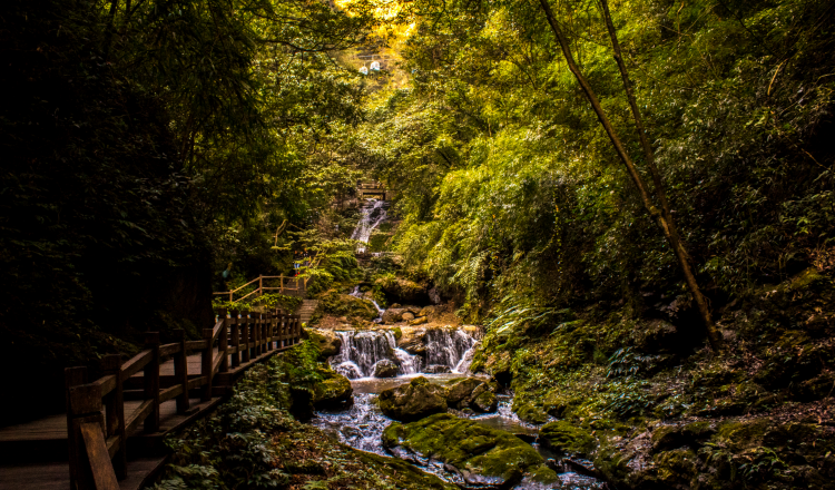 重慶避暑必去萬盛黑山谷旅遊攻略