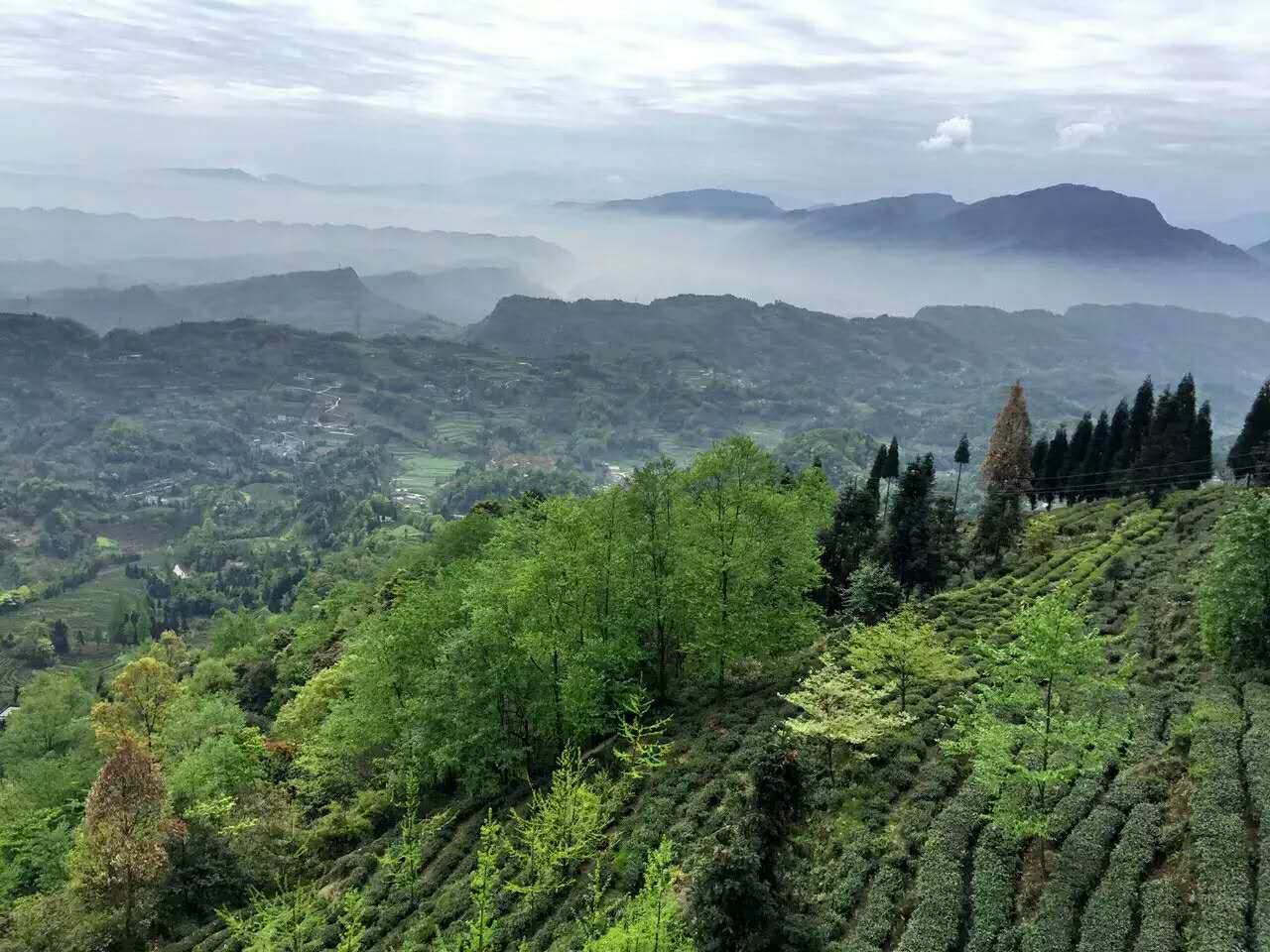 蒲江雅安春茶早—成都周边的茶文化主题游_游记