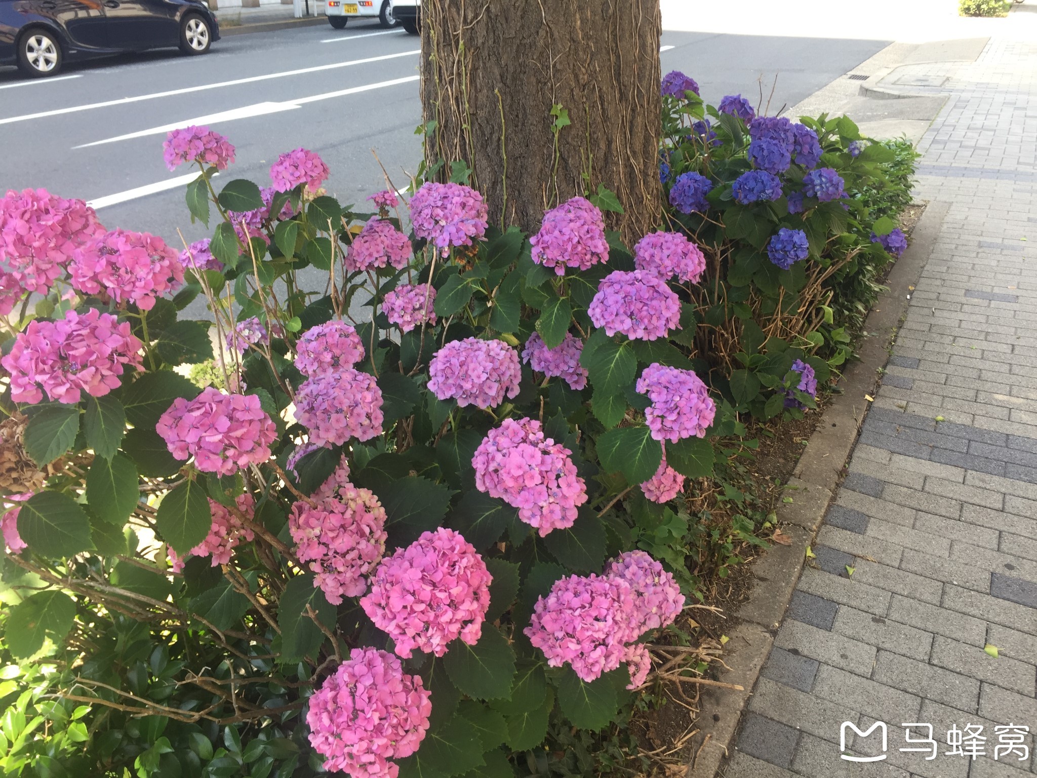 名古屋自助遊攻略