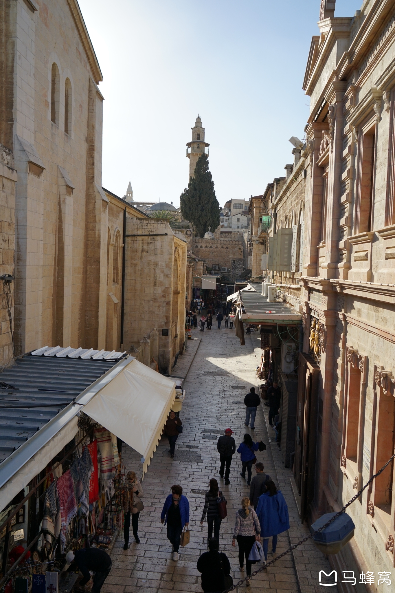 犹大树花开,迦南地游来,以色列自助游攻略 - 马蜂窝