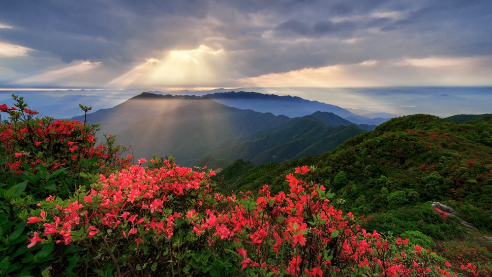 杭州周边隐秘的杜鹃山谷赏云台山百亩映山红一日赏花游