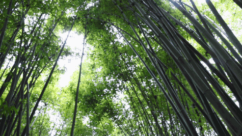 竹林风景壁纸动态图片
