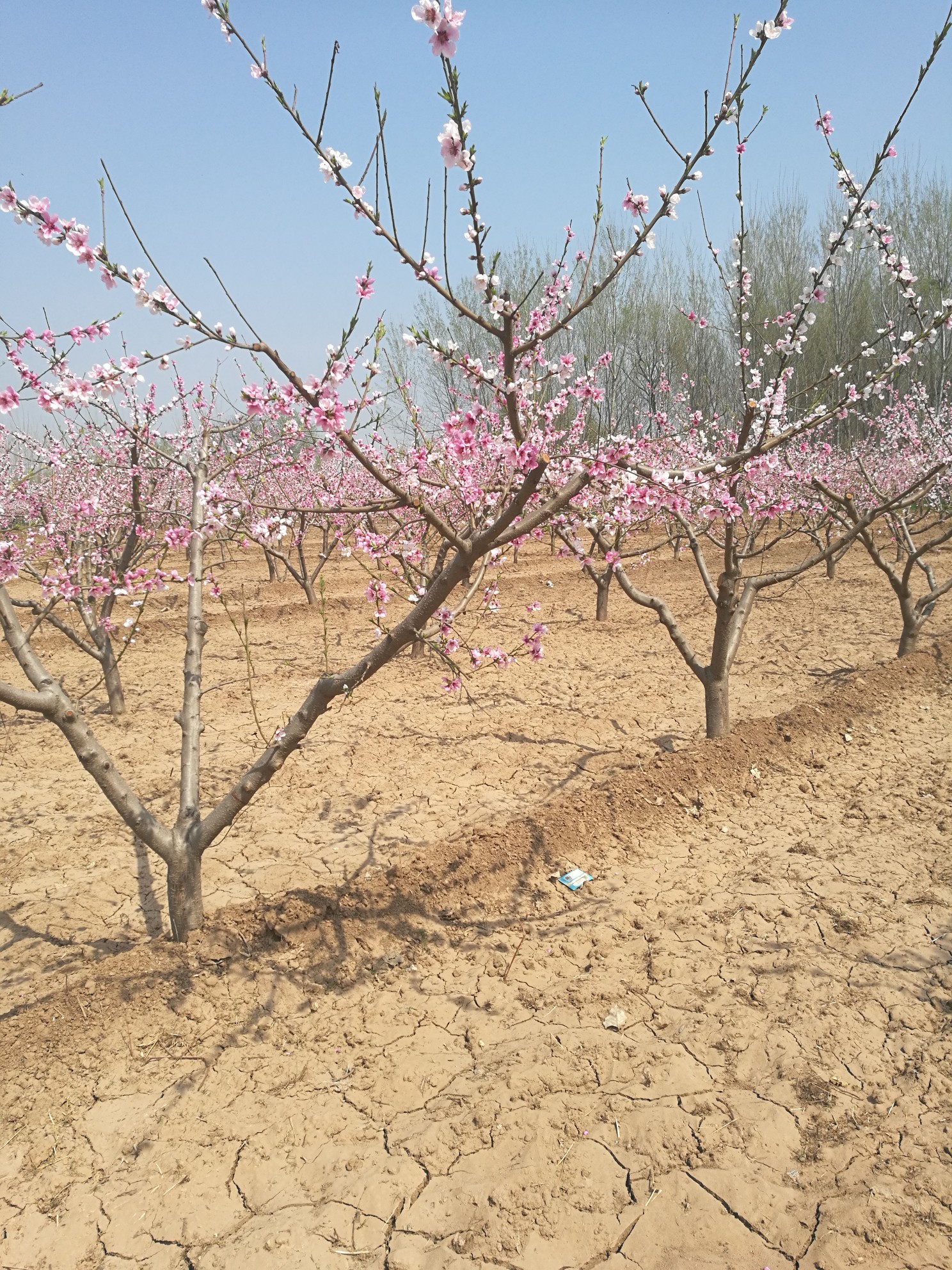 辛集村边桃花开，课堂搬到田野来