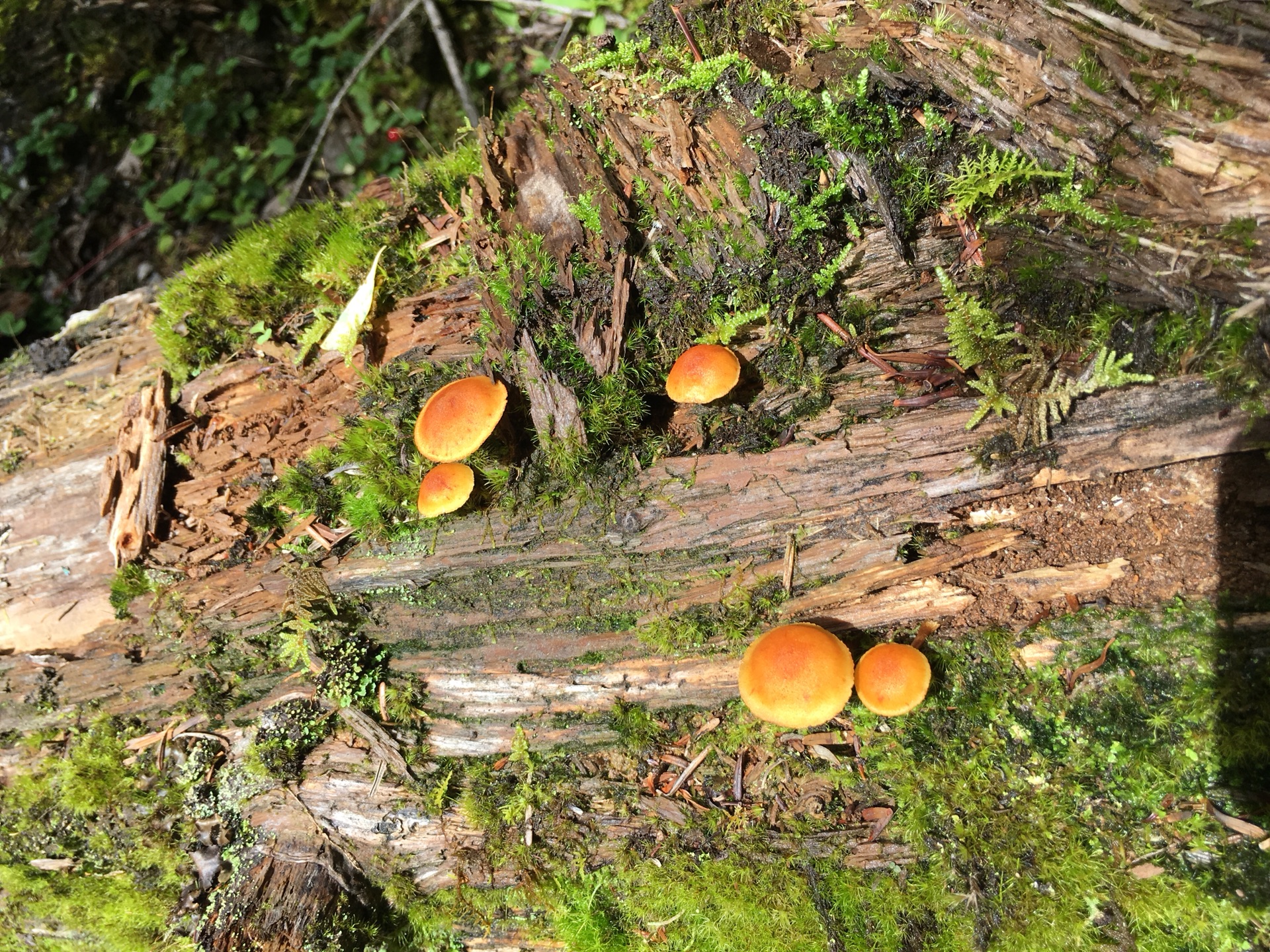 雨崩自助遊攻略