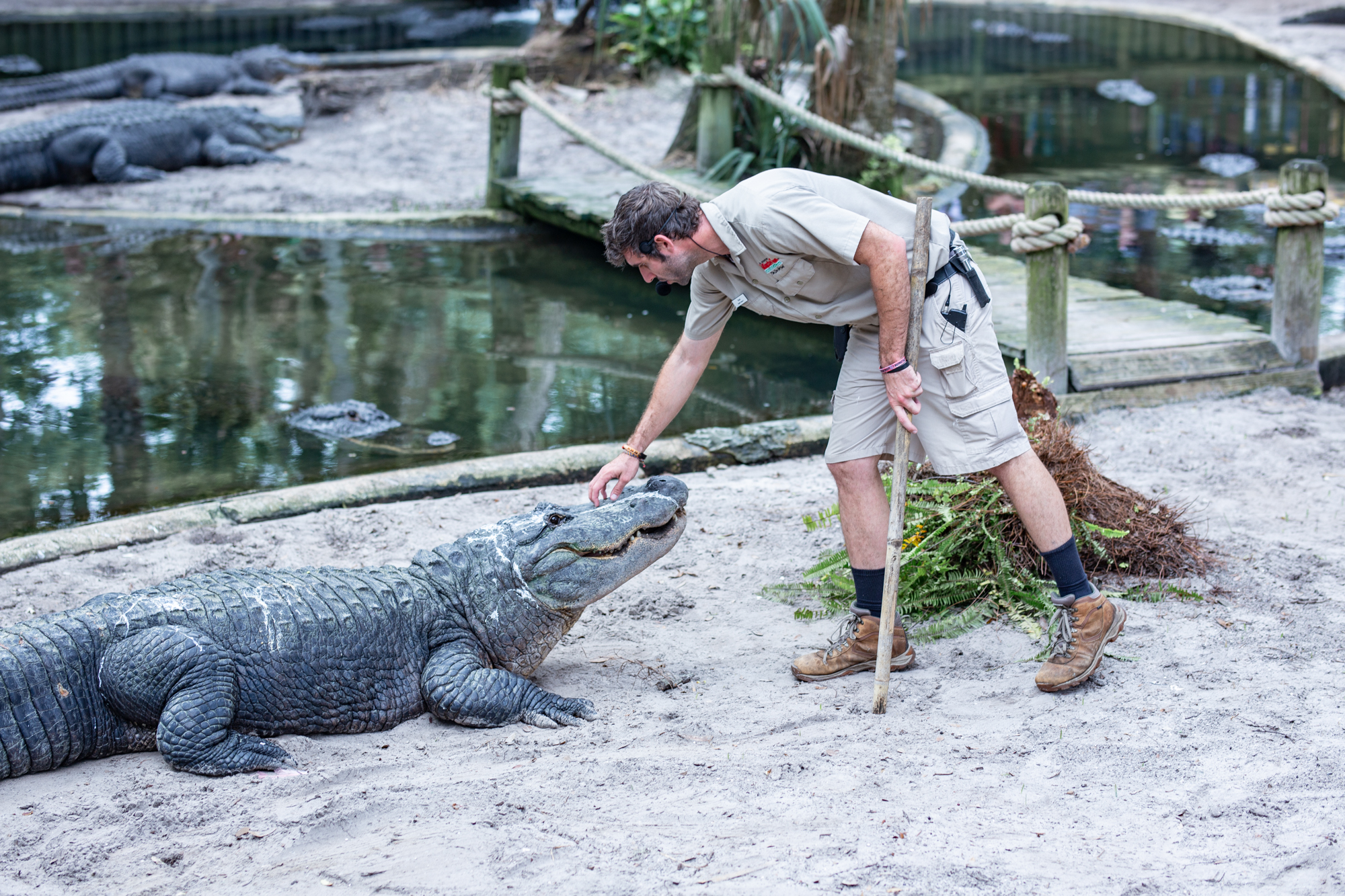 Arkansas Alligator Farm and Petting Zoo: A Thrilling Adventure