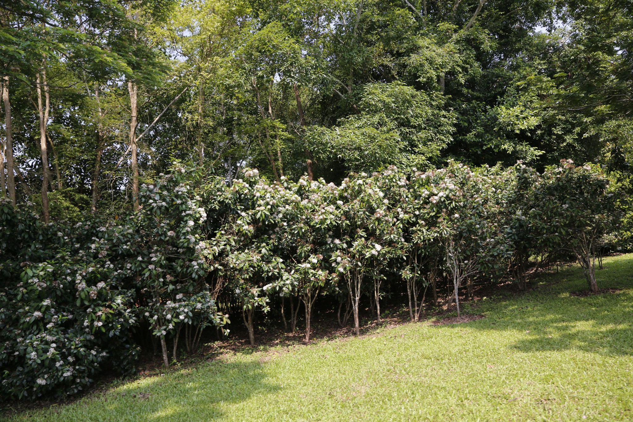 雲南遊覽之三遊覽西雙版納中科院熱帶植物園下