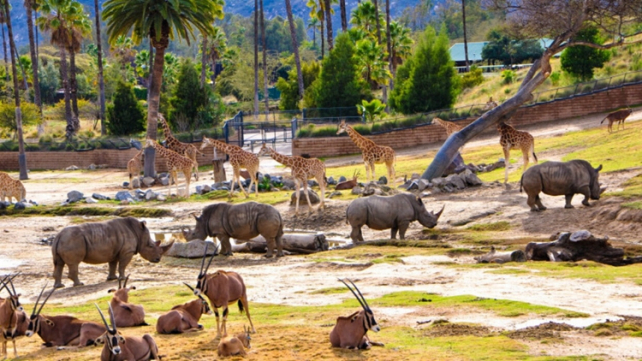 聖地亞哥聖迭戈野生動物園sandiegozoosafaripark含園內觀光巴士表演