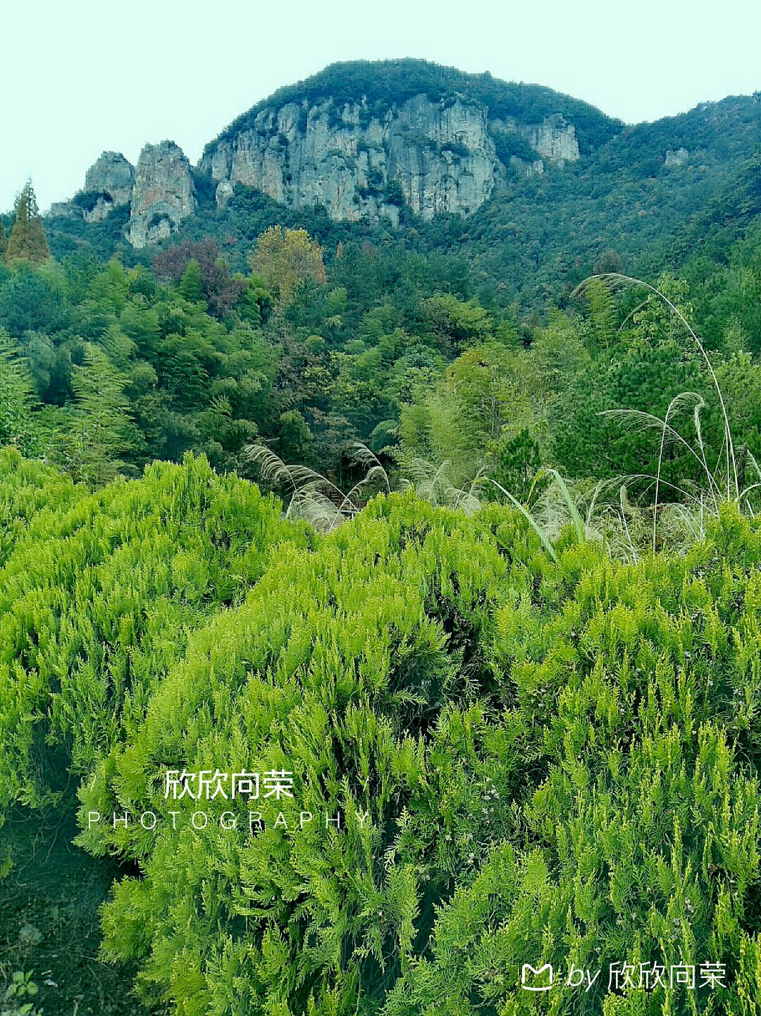 仙华山植物图片