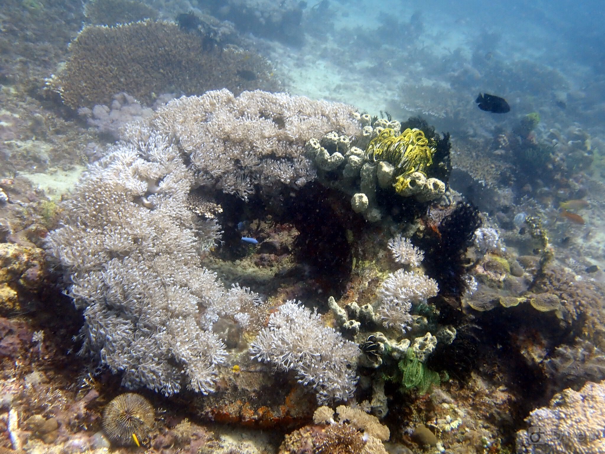 "菲"常难忘的考证之旅—pg海豚湾,菲律宾自助游攻略 - 马蜂窝