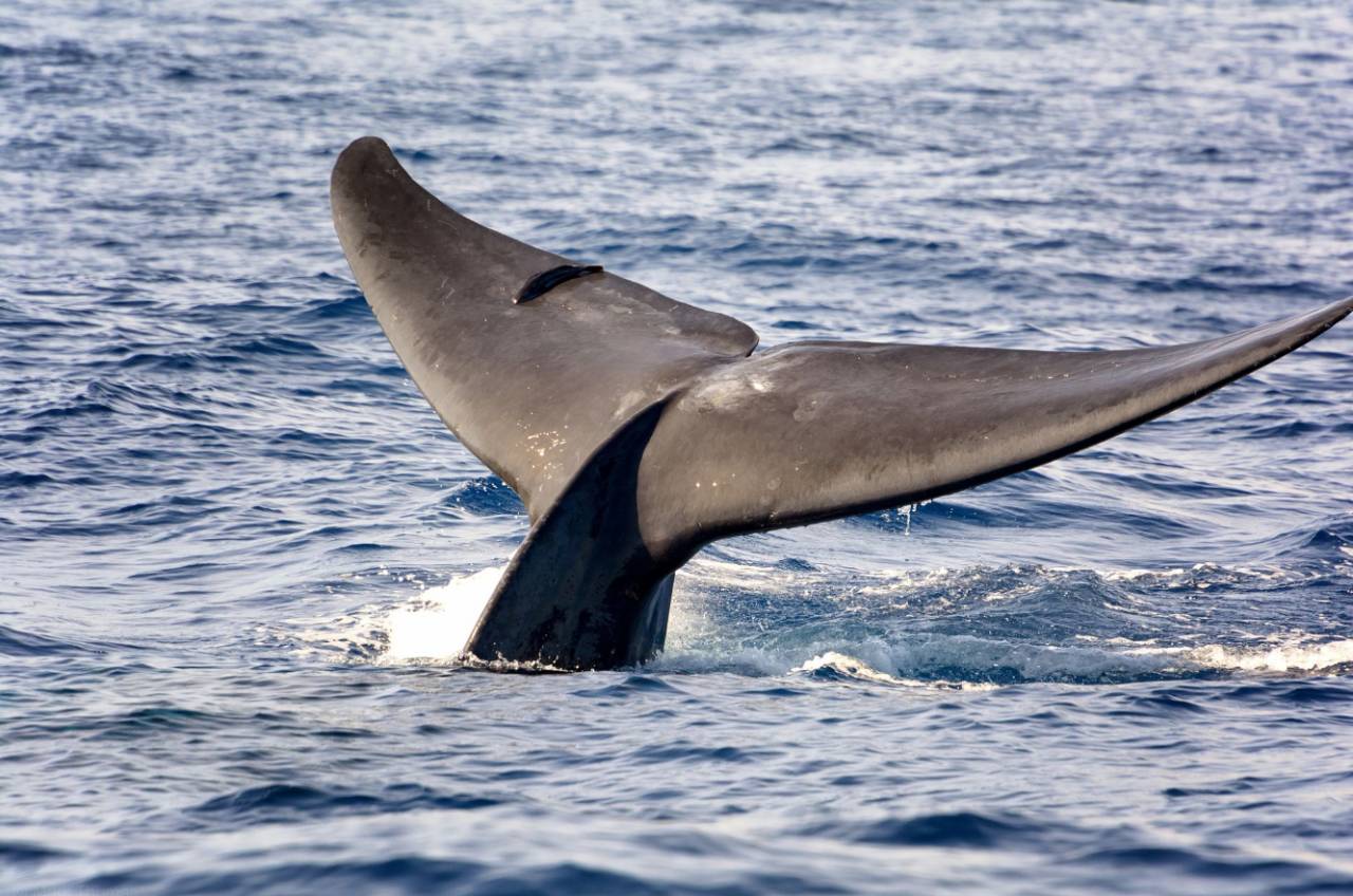 斯里兰卡 自由行攻略                      在美蕊沙出海观看鲸鱼是