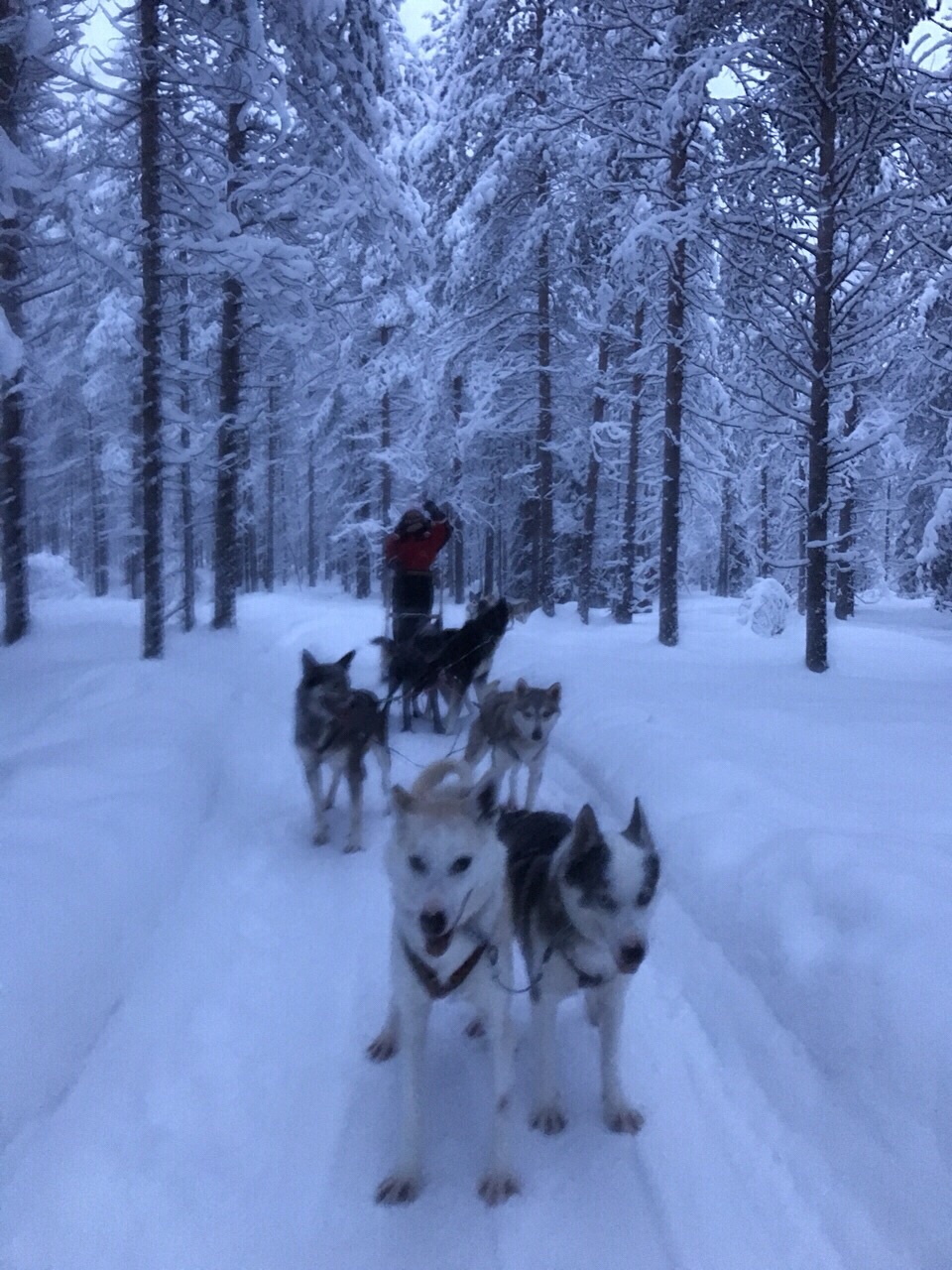 圣诞老人村罗瓦涅米应该玩几天？狗拉雪橇和鹿...