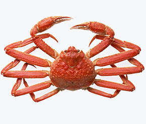 大阪美食之旅 | 螃蟹の盛宴