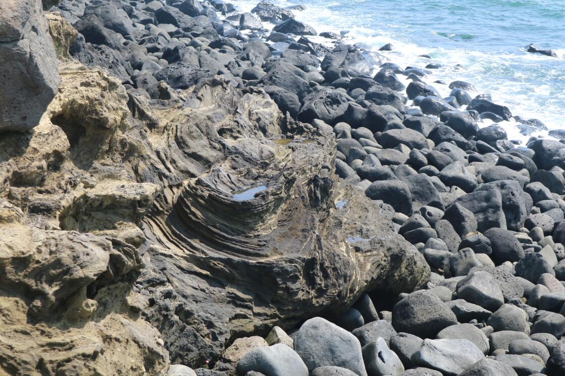 硇洲岛海龟图片