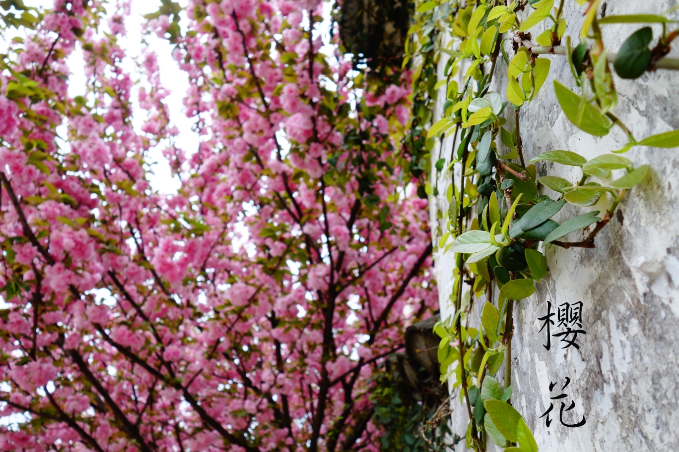 九江学院樱花图片