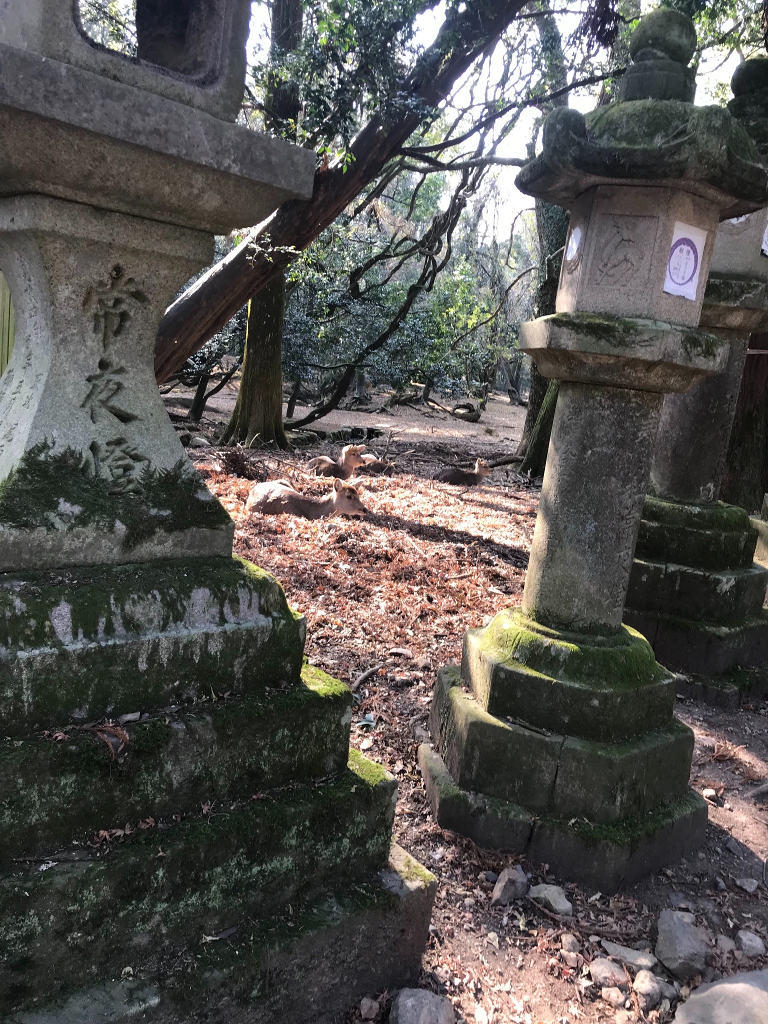 日本自助遊攻略