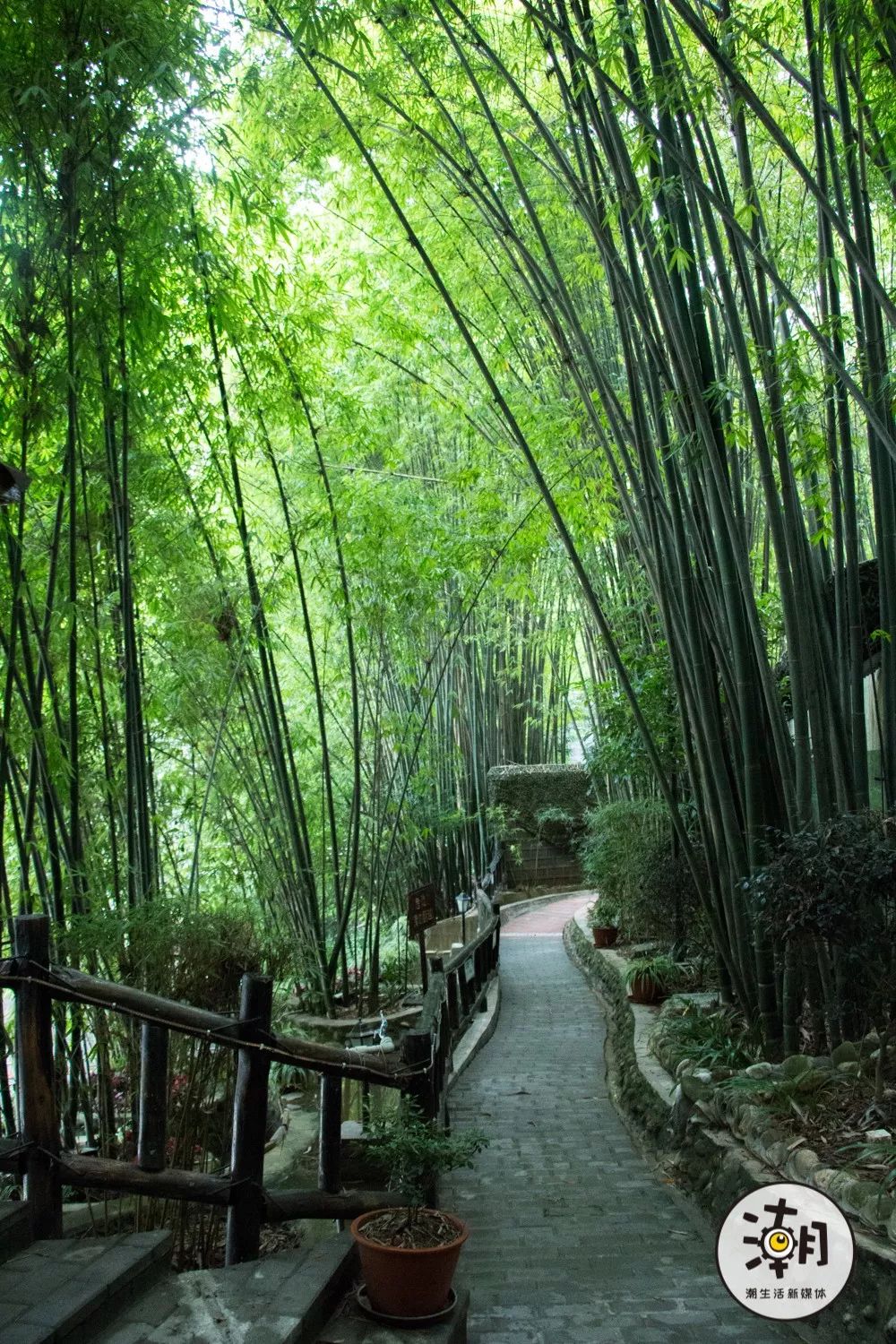 崇州竹艺村在网红竹林喝酒拍照成都出发一小时即达