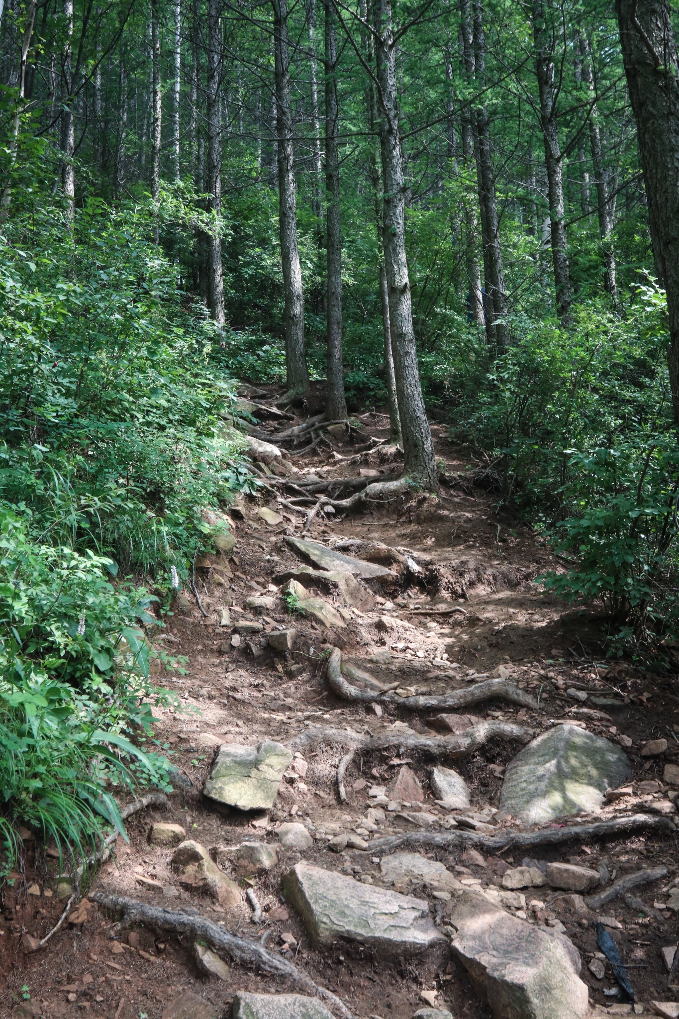 坡度比較陡峭,前半段石階路,後半段土路,爬山的難度類似雲蒙山,但畢竟