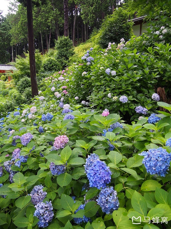 京都自助遊攻略