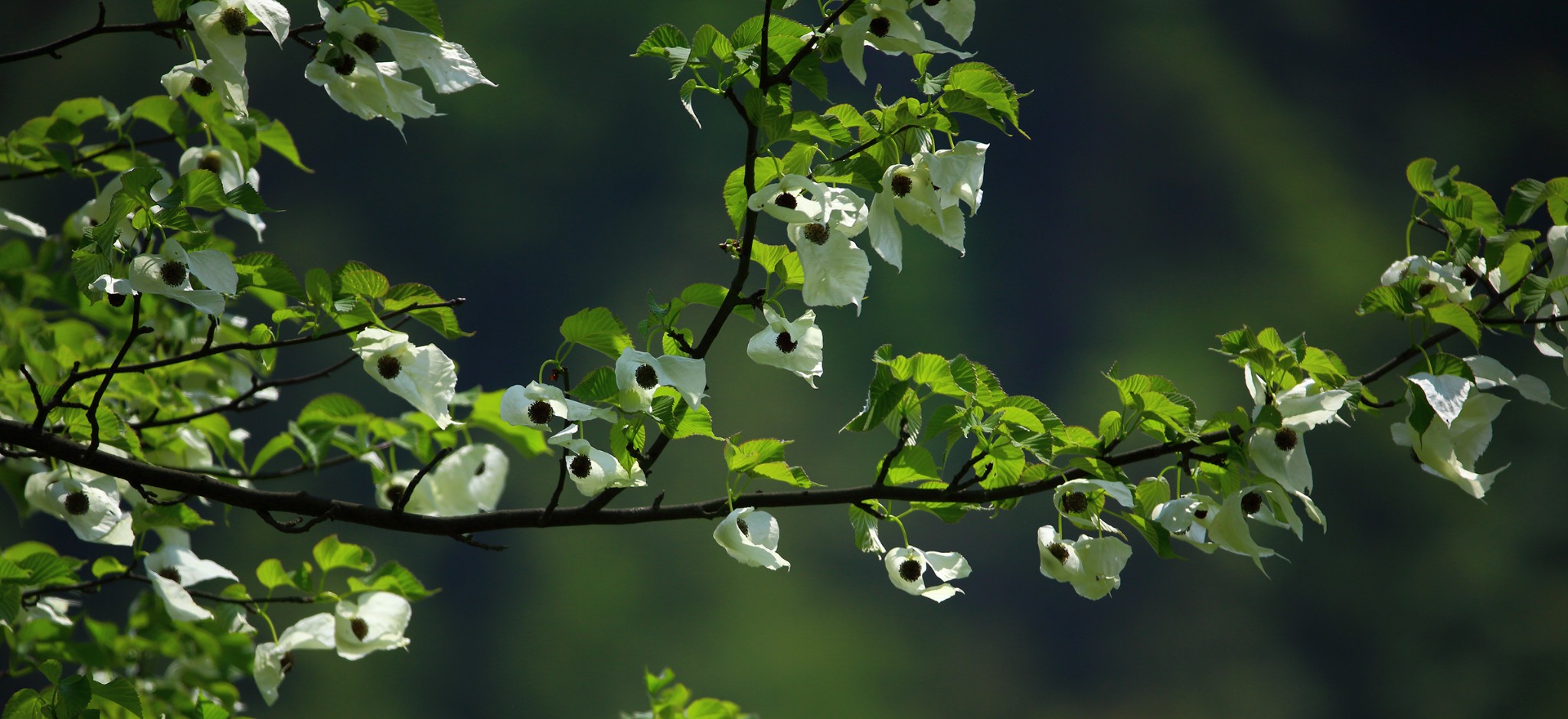 珙桐花 | 生态荥经,鸽子花都_游记
