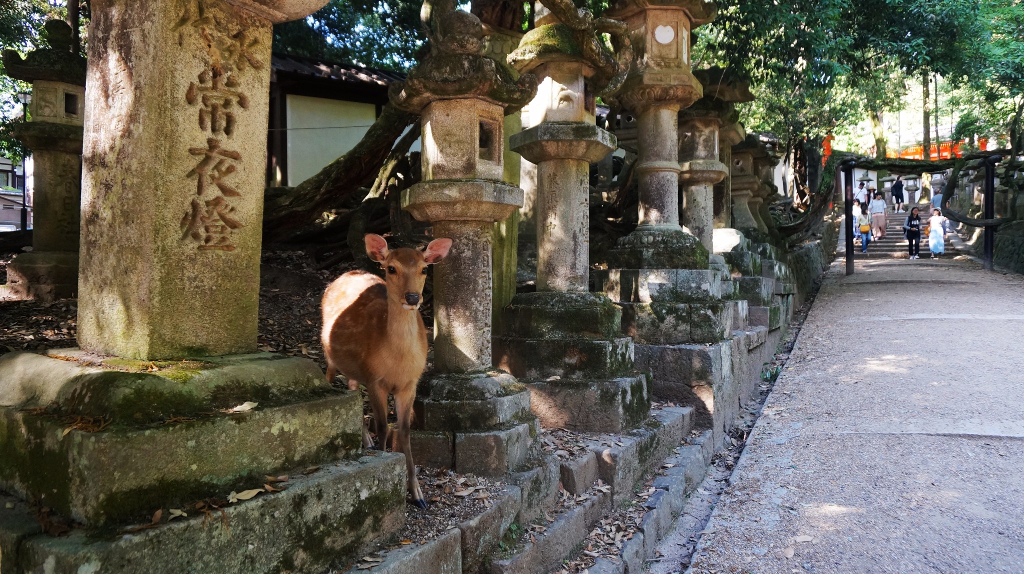 京都自助遊攻略