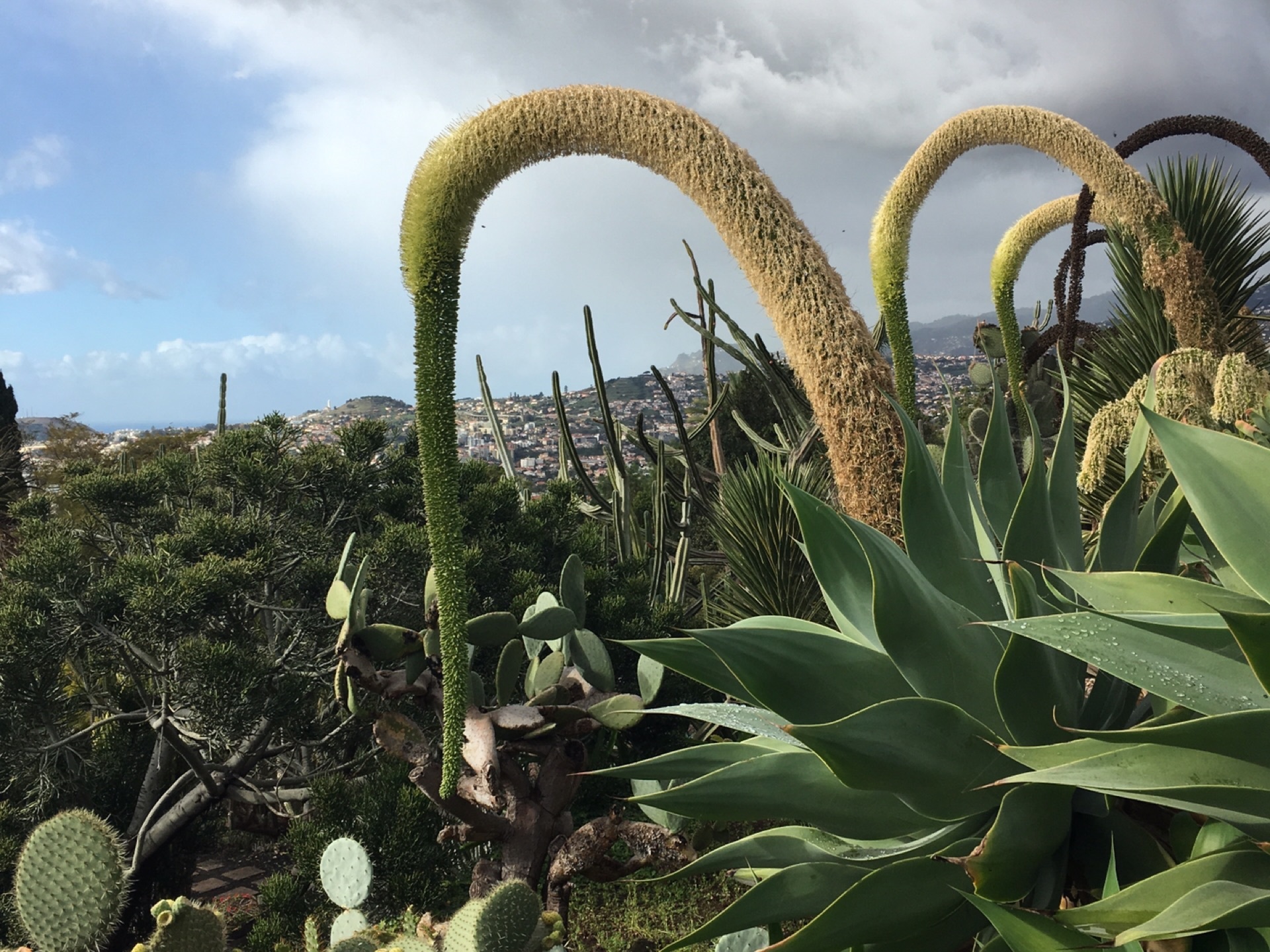 馬德拉群島自助遊攻略