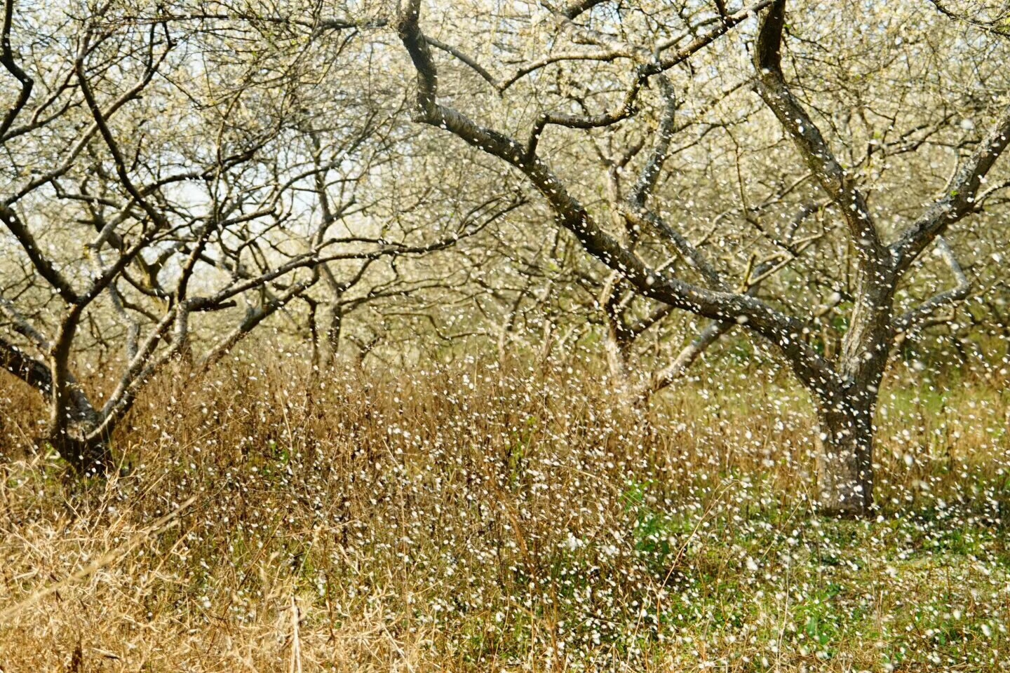 樱花流泪李花飘雪从化区一日游