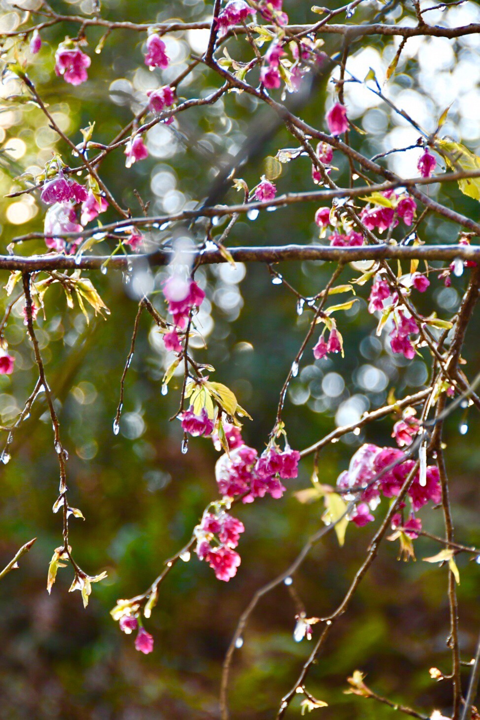 樱花流泪李花飘雪从化区一日游