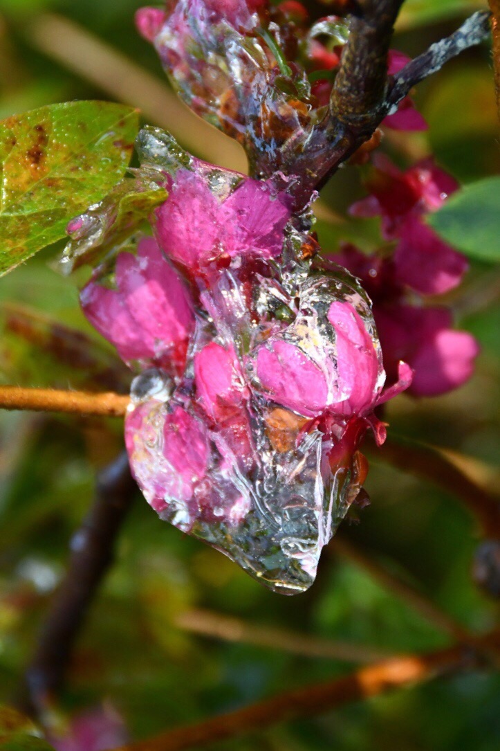 樱花流泪李花飘雪从化区一日游