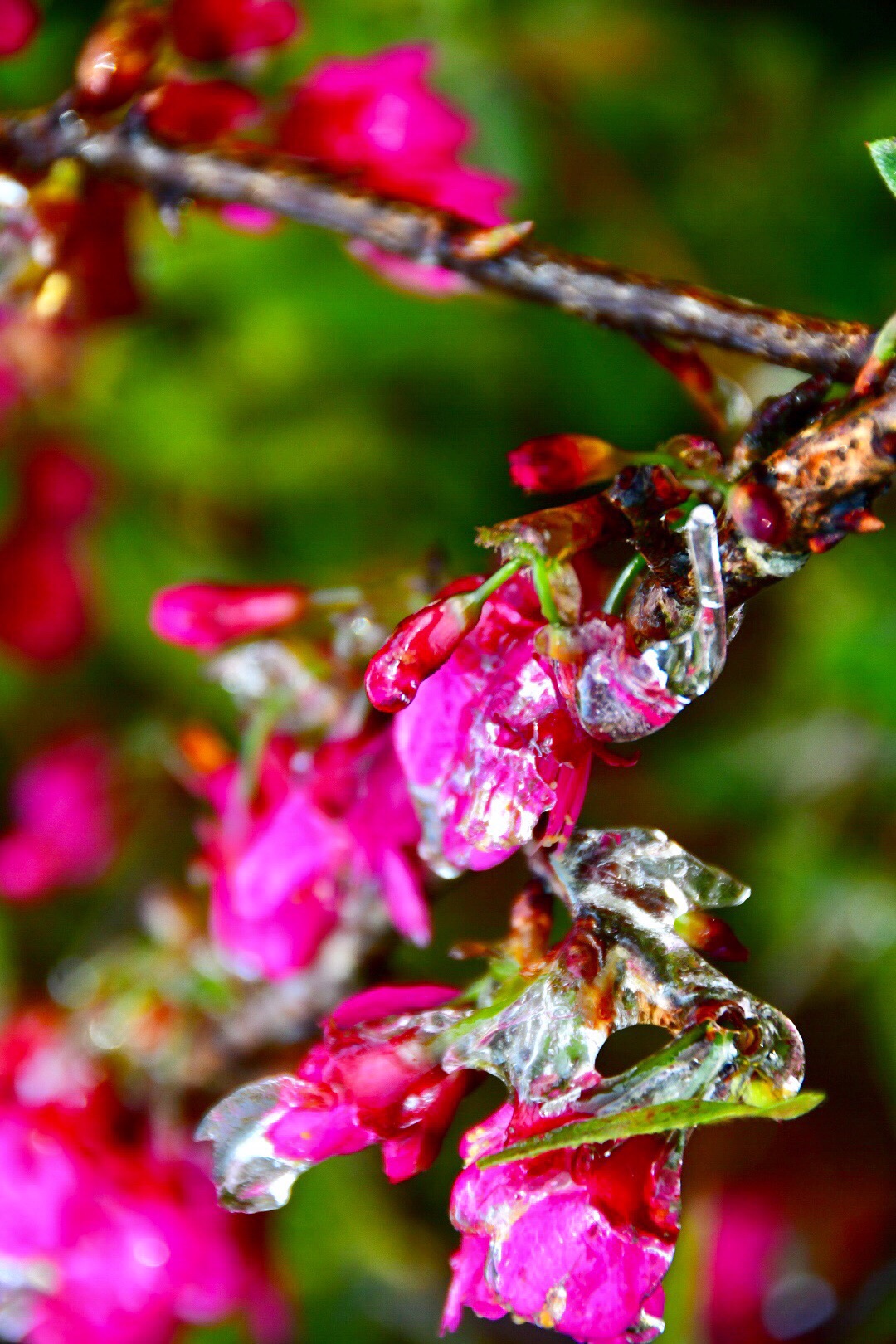 樱花流泪李花飘雪从化区一日游