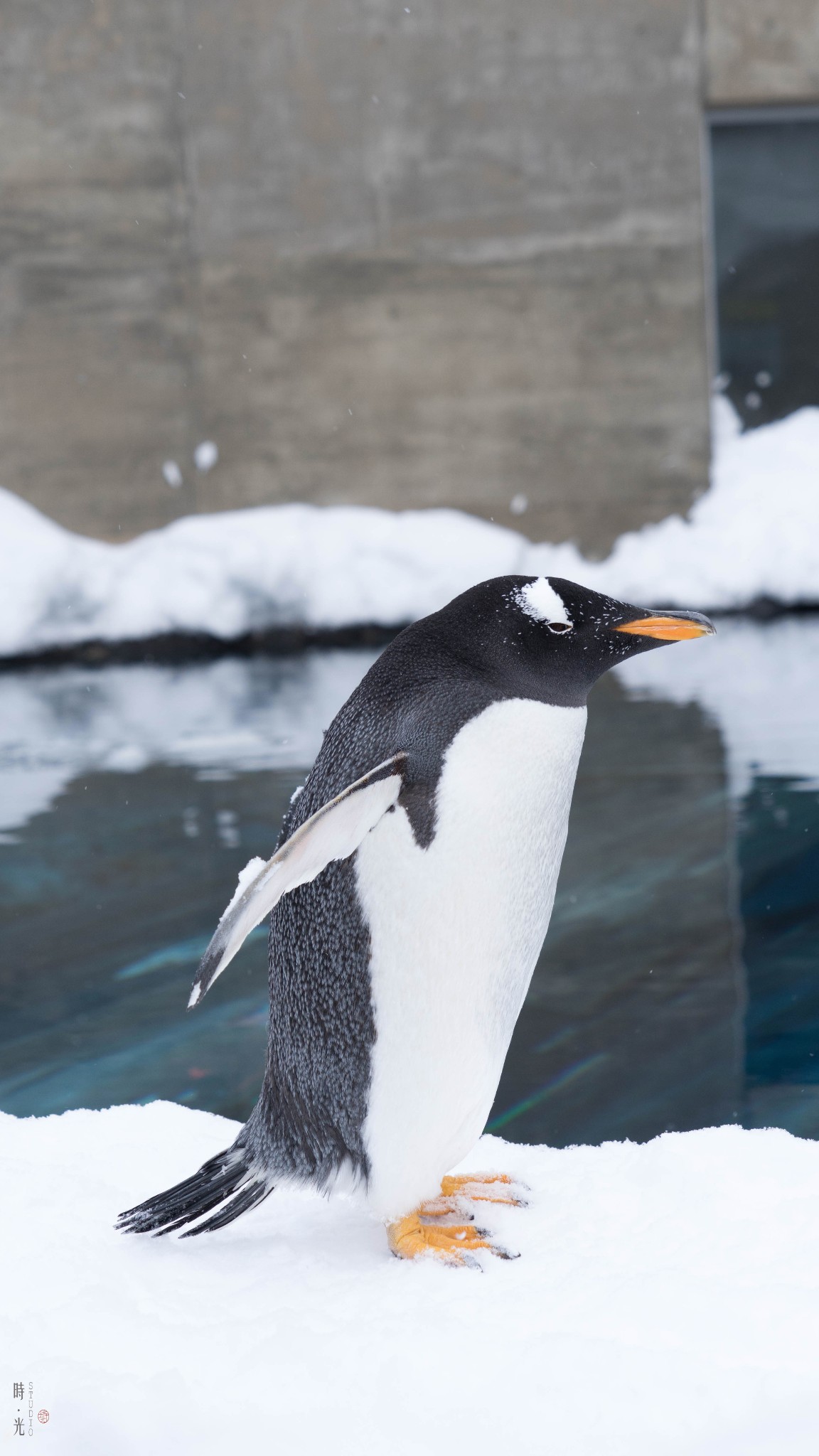 爪子的独行—除了雪乡,跟我来看看白色的北海道吧