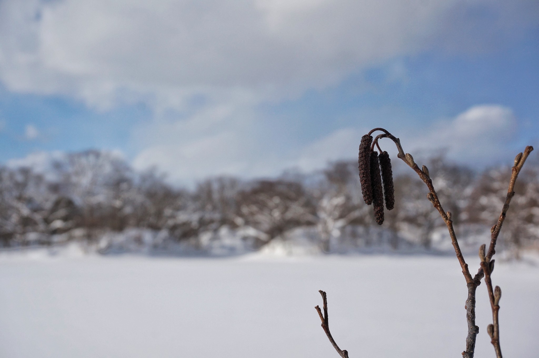 北海道自助遊攻略