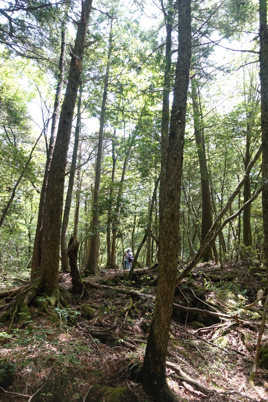 富士山自助遊攻略