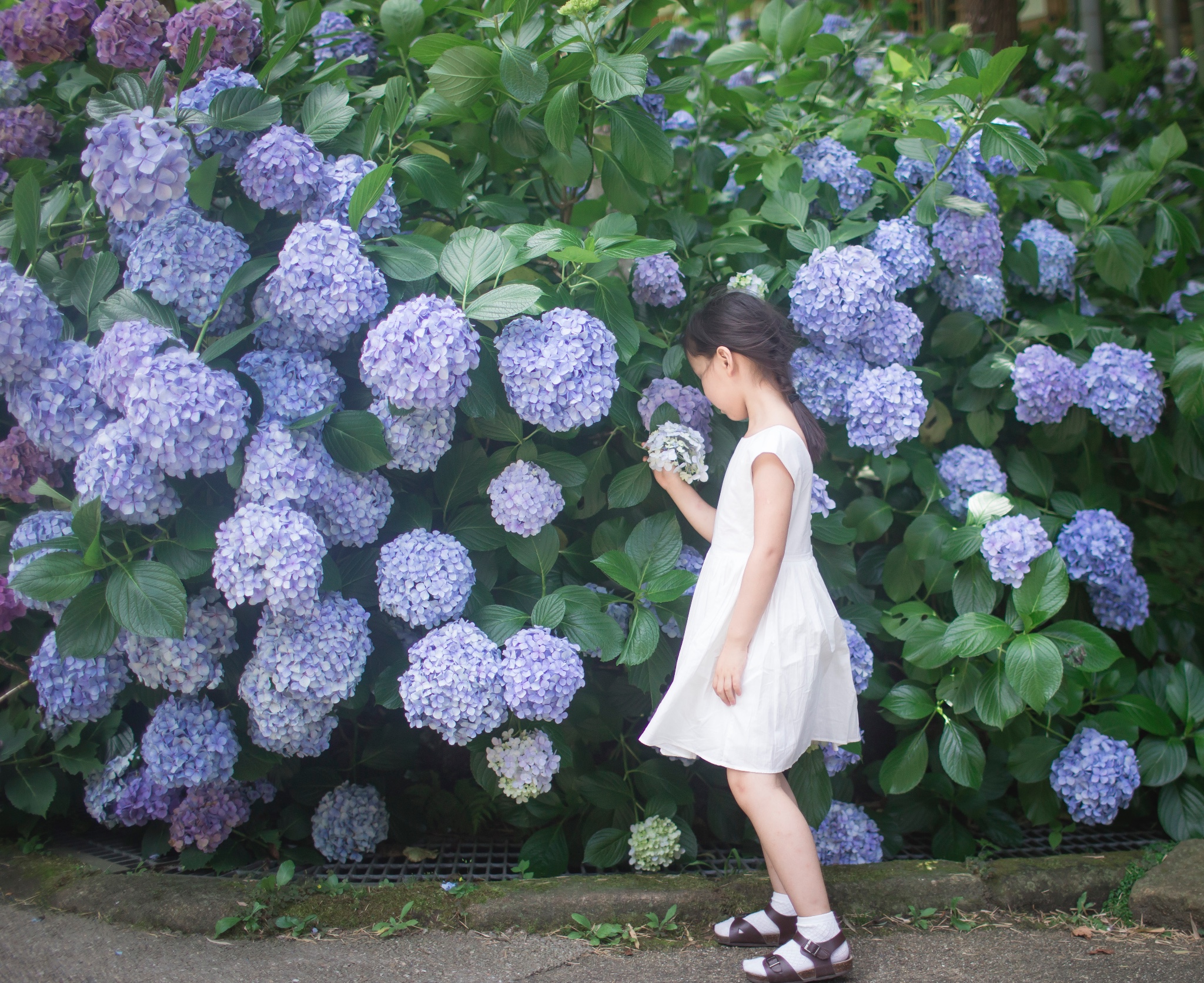 镰仓热门游记 镰仓自助游游记 镰仓旅游热门游记 马蜂窝 镰仓热门游记 镰仓自助游游记 镰仓旅游热门游记 马蜂窝