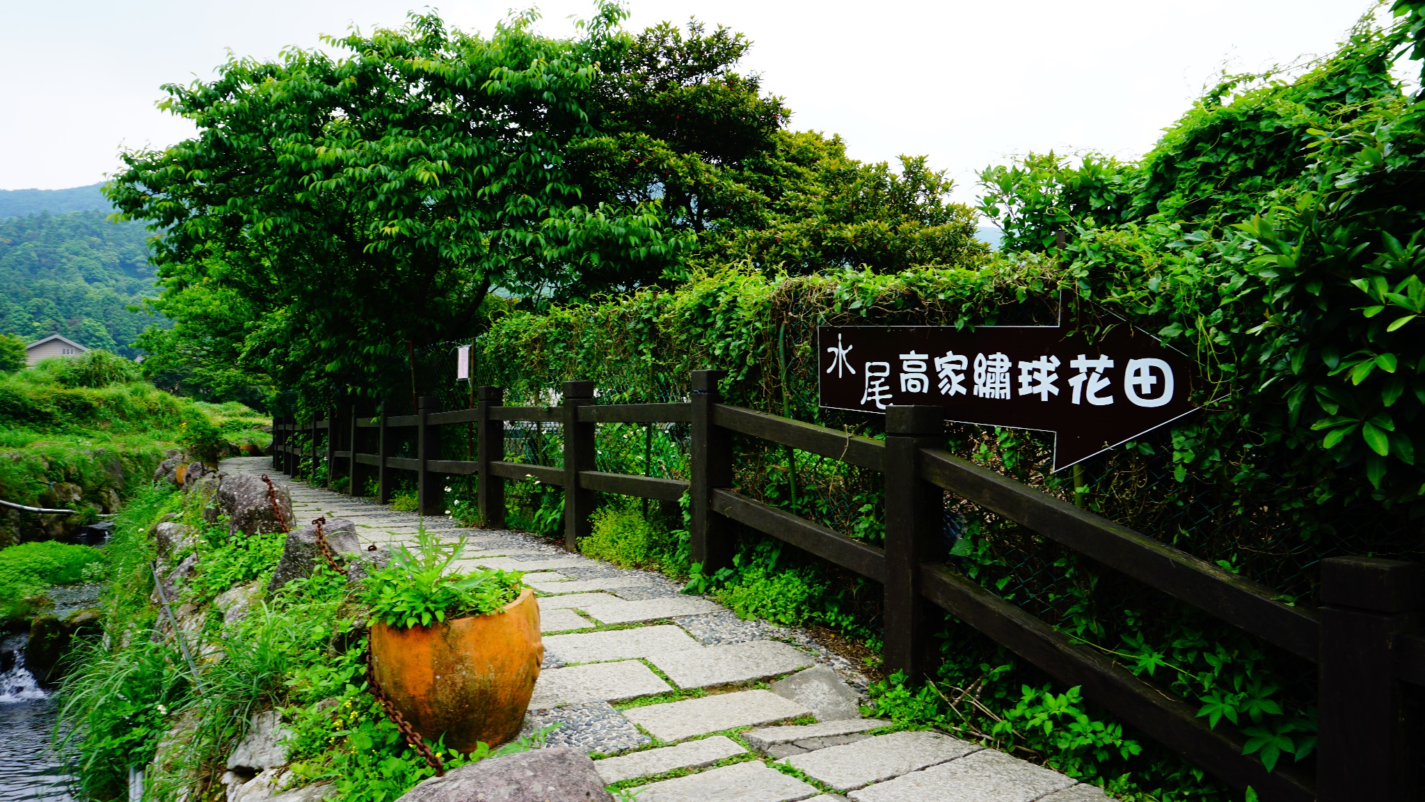 竹子湖高家繡球花田