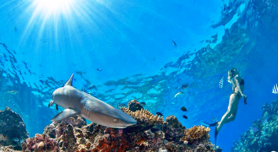 斐济鲨鱼浮潜体验一日游ultimateencounterssnorkelwithsharks