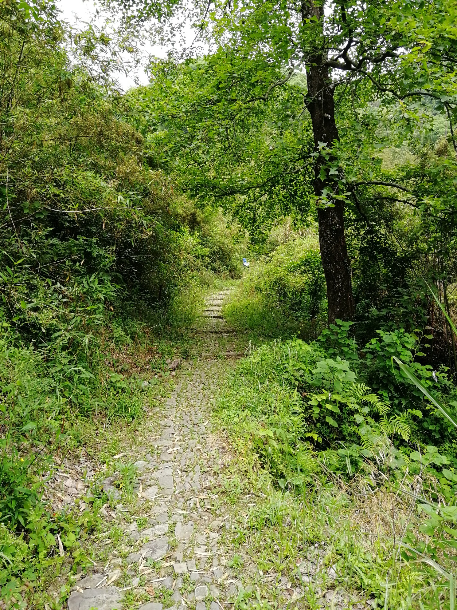 寻觅大岙岭古道