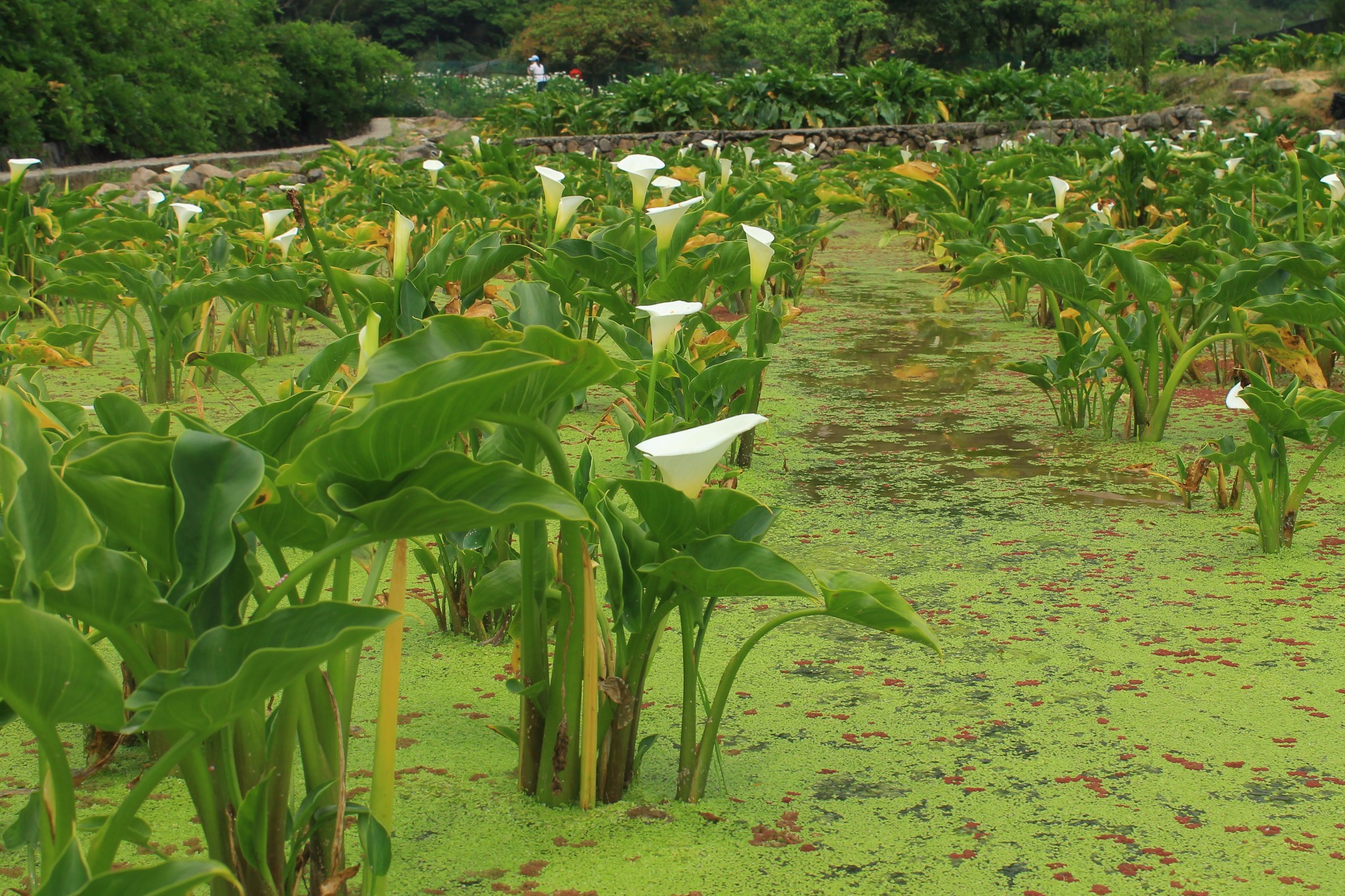 阳明山上四月的海芋