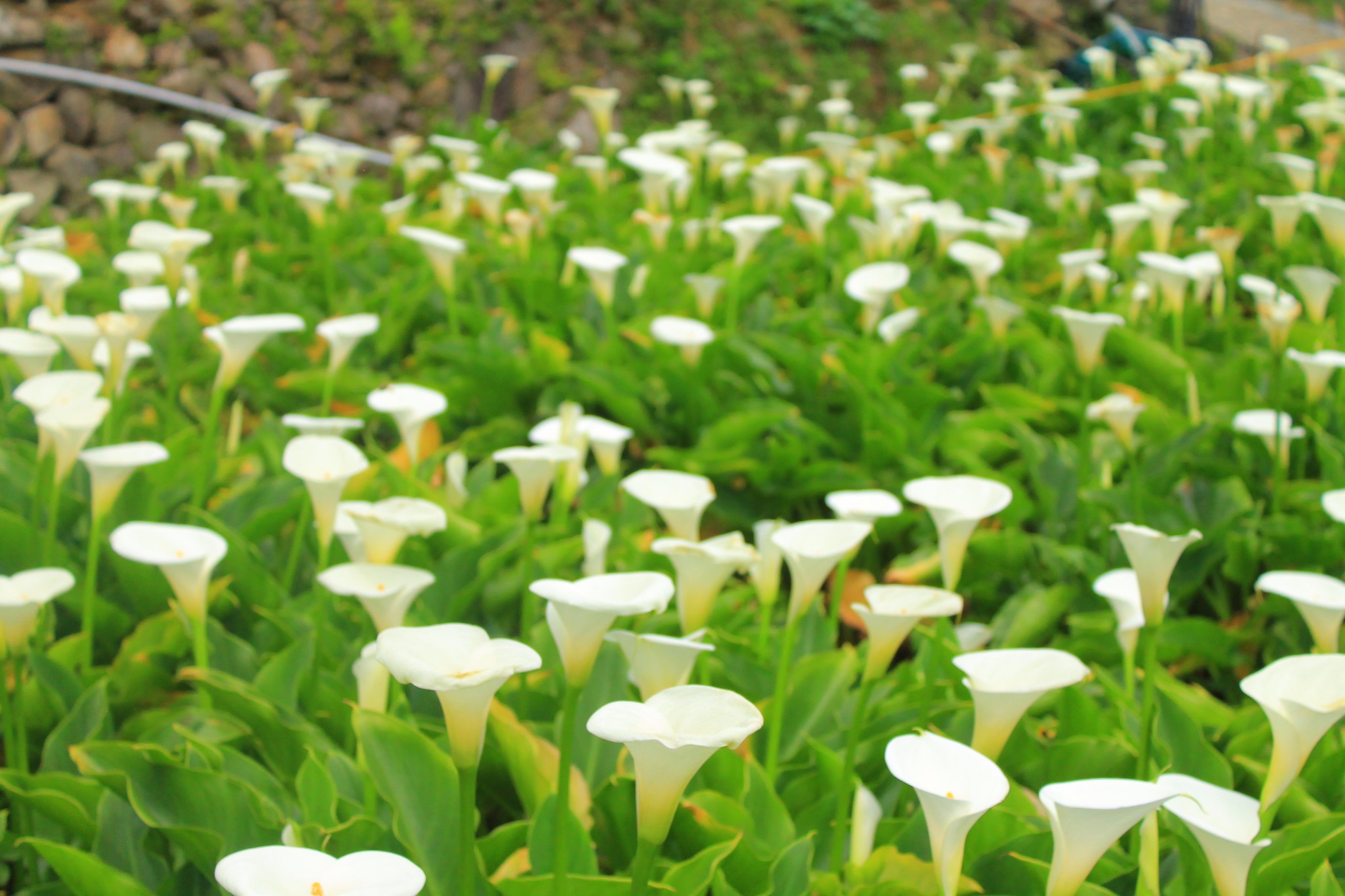 阳明山上四月的海芋