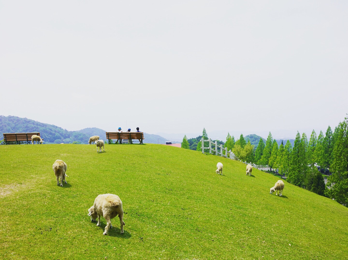 神户市立六甲山牧场攻略 神户市立六甲山牧场门票 地址 神户市立六甲山牧场景点攻略 马蜂窝