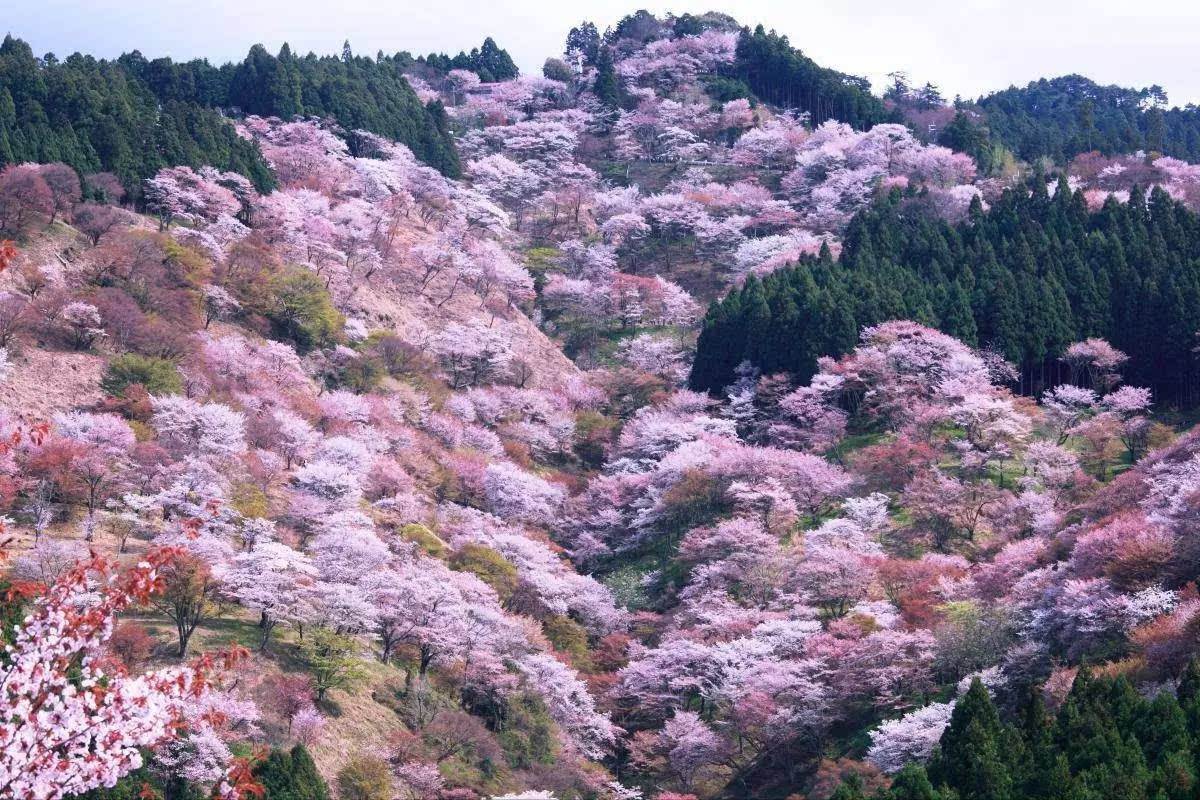 奈良自助遊攻略