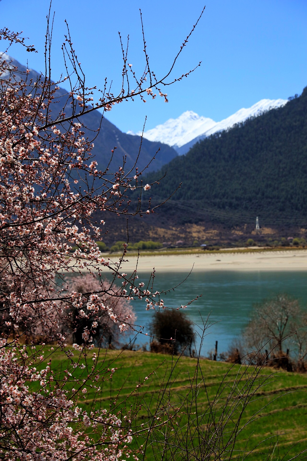 你不知道的桃花源記,林芝旅遊攻略 - 馬蜂窩