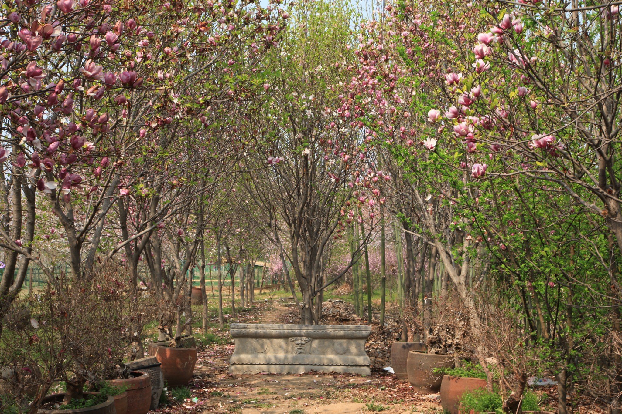 唐韻櫻花園