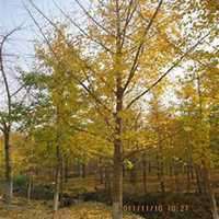 等你 任繁华落尽