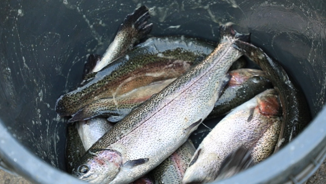 清澈冰凉的山泉水保证了鱼的鲜美,我们捞了七八条鳟鱼又在超市里买了