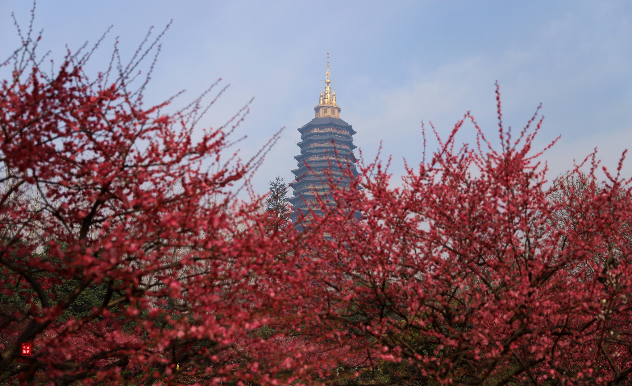 常州红梅公园,无锡梅园_游记