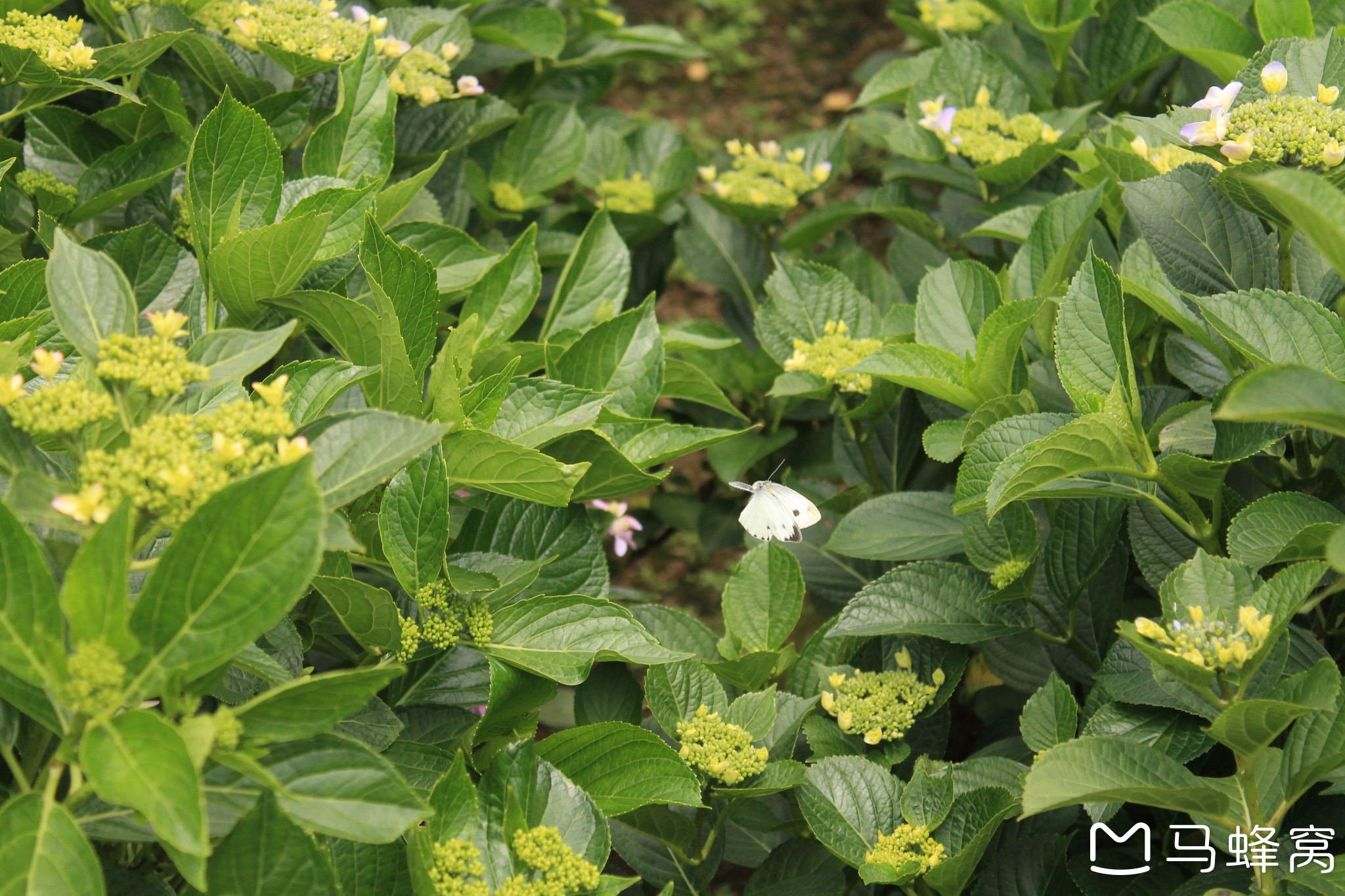 阳明山上四月的海芋